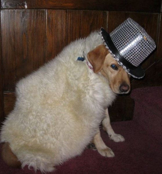 Foto - Çocukların sevimli oyun arkadaşları