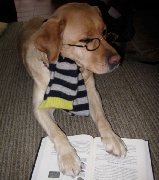 Foto - Çocukların sevimli oyun arkadaşları