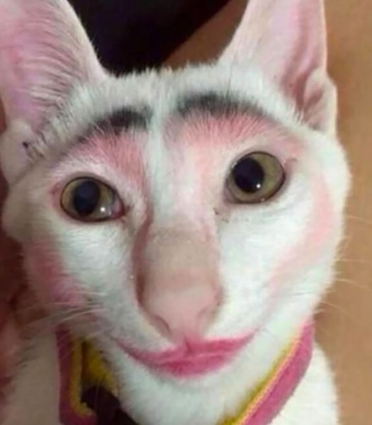 Foto - Çocukların sevimli oyun arkadaşları