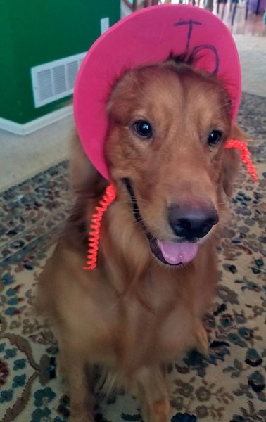 Foto - Çocukların sevimli oyun arkadaşları