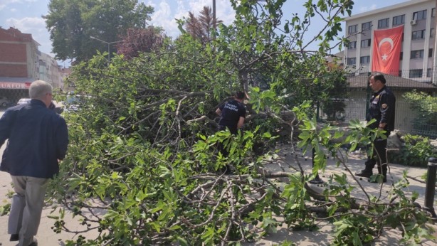 Foto - Çocuklarını beklerken üzerlerine ağaç devrildi