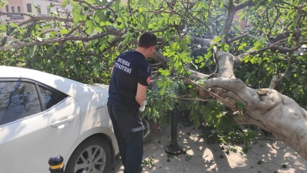 Foto - Çocuklarını beklerken üzerlerine ağaç devrildi