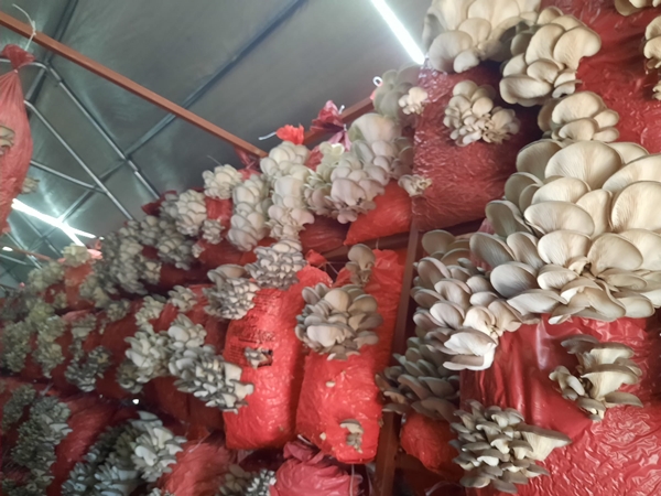 Foto - Çocukluk arkadaşı 3 mühendisin mantar mesaisi