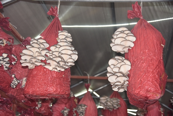 Foto - Çocukluk arkadaşı 3 mühendisin mantar mesaisi