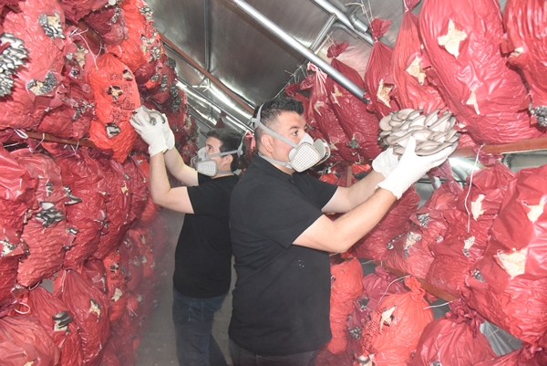 Foto - Çocukluk arkadaşı 3 mühendisin mantar mesaisi