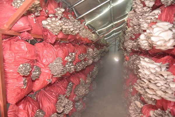 Foto - Çocukluk arkadaşı 3 mühendisin mantar mesaisi