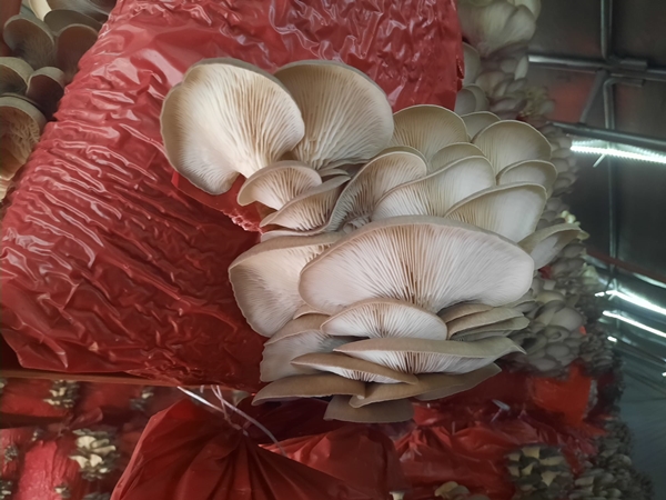 Foto - Çocukluk arkadaşı 3 mühendisin mantar mesaisi