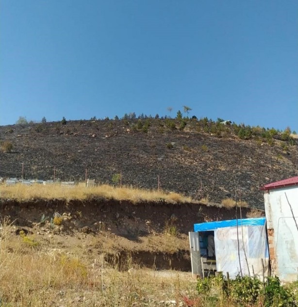 Foto - ‘Çocukluk hayalim’ dediği fidanlar yanmasın diye canından oldu