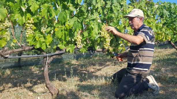 Foto - Coğrafi işaretli Çavuş Üzümü'nde hasat dönemi erken başladı