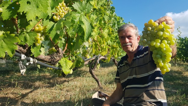 Foto - Coğrafi işaretli Çavuş Üzümü'nde hasat dönemi erken başladı