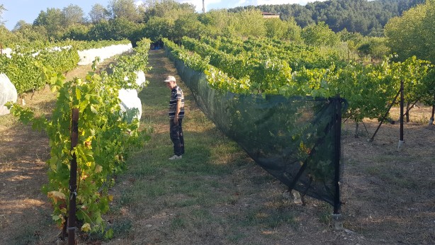 Foto - Coğrafi işaretli Çavuş Üzümü'nde hasat dönemi erken başladı