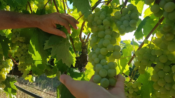 Coğrafi işaretli Çavuş Üzümü'nde hasat dönemi erken başladı