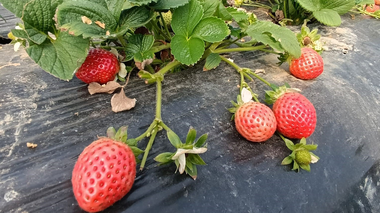 Coğrafi işaretli çilek para kazandırıyor! Kilosu 200 liraya çıktı