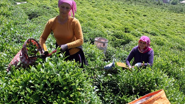 Foto - Coğrafya sağlık sorunlarını belirliyor! Bu bölgede yaşayanların derdi aynı