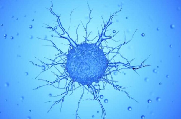 Foto - Çoğu insan tereddüt ediyor fakat… Zeytin çekirdeğindeki gerçeğe çok şaşıracaksınız!