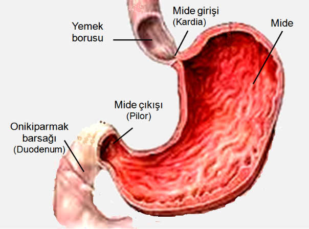 Foto - Çoğu insan tereddüt ediyor fakat… Zeytin çekirdeğindeki gerçeğe çok şaşıracaksınız!