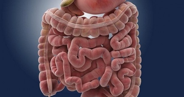 Foto - Çoğu insan tereddüt ediyor fakat… Zeytin çekirdeğindeki gerçeğe çok şaşıracaksınız!