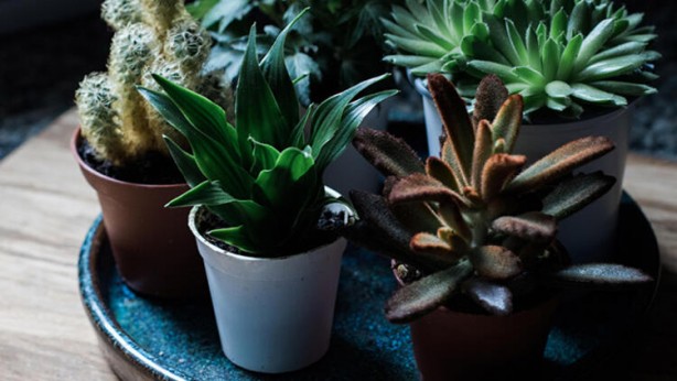 Foto - Çoğu kişi aynı hatayı yapıyor: Aman dikkat! Böyle yapınca zehirliyor