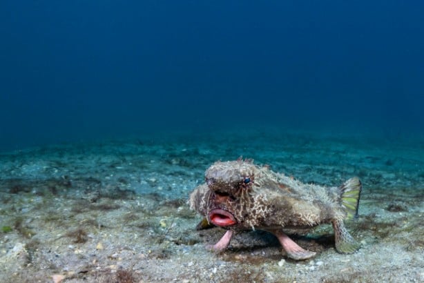 Foto - Çoğu kişi bu hayvanları daha önce hiç görmedi! İşte tuhaf ve ilginç canlılar