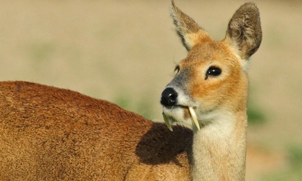 Foto - Çoğu kişi bu hayvanları daha önce hiç görmedi! İşte tuhaf ve ilginç canlılar