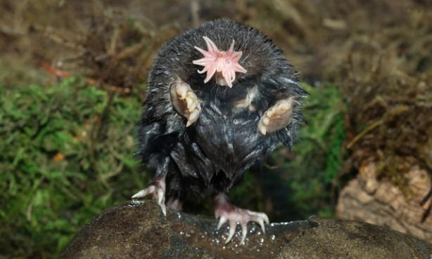 Foto - Çoğu kişi bu hayvanları daha önce hiç görmedi! İşte tuhaf ve ilginç canlılar