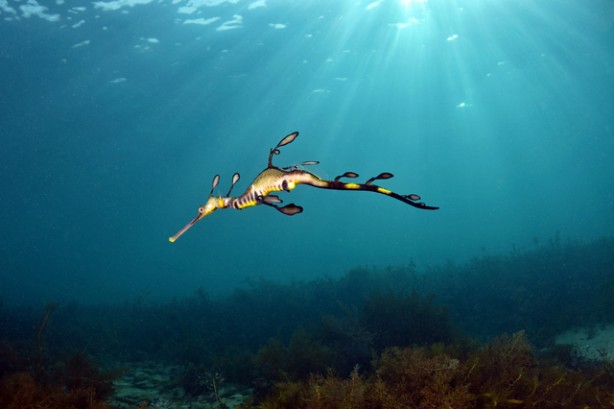 Foto - Çoğu kişi bu hayvanları daha önce hiç görmedi! İşte tuhaf ve ilginç canlılar