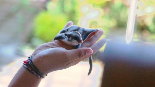 Foto - Çoğu kişi bu hayvanları daha önce hiç görmedi! İşte tuhaf ve ilginç canlılar