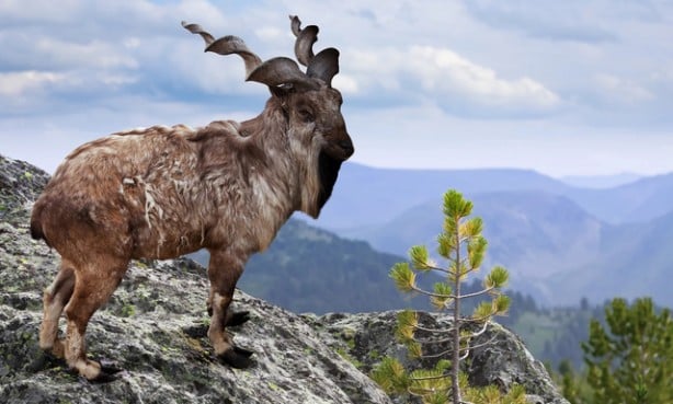 Foto - Çoğu kişi bu hayvanları daha önce hiç görmedi! İşte tuhaf ve ilginç canlılar
