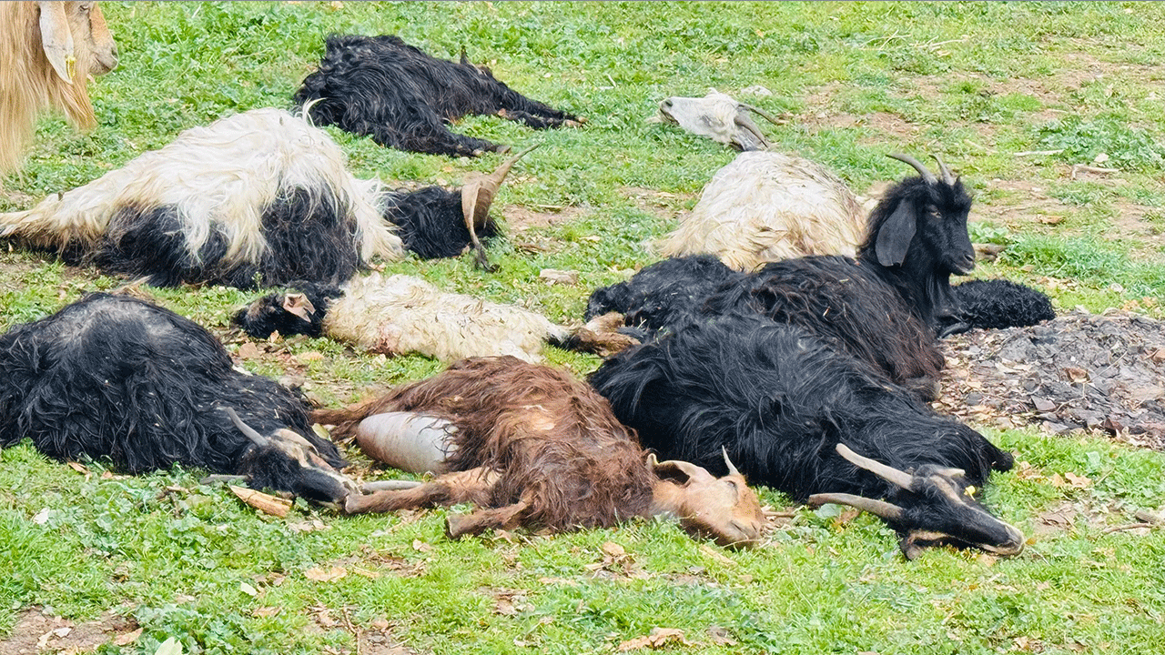 Çok acı... İtperestlerin savunduğu sokak köpekleri 18 keçiyi telef etti