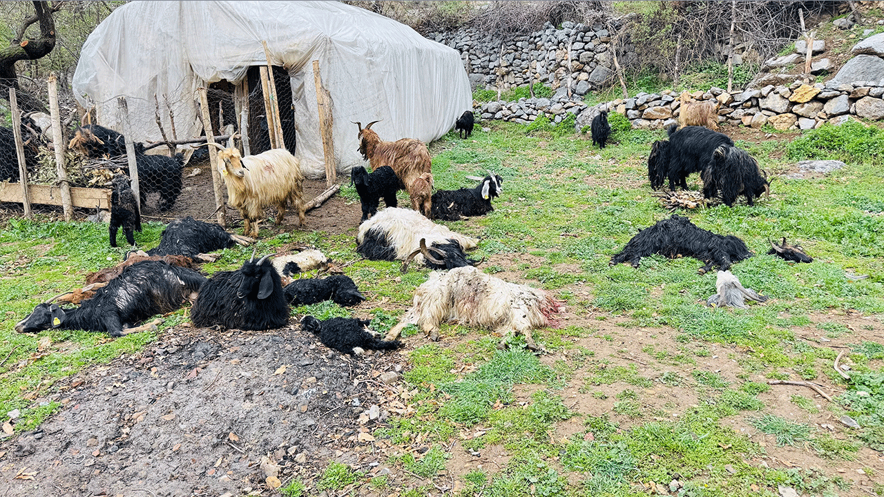 Foto - Çok acı... İtperestlerin savunduğu sokak köpekleri 18 keçiyi telef etti