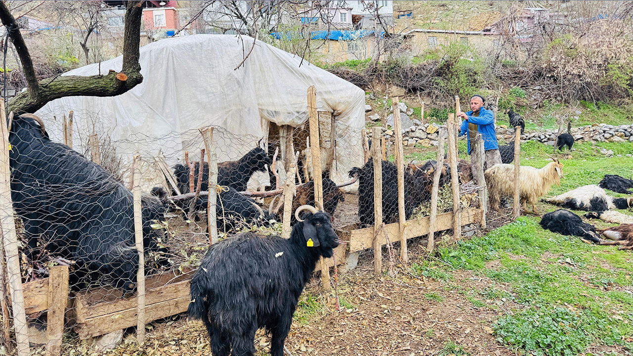 Foto - Çok acı... İtperestlerin savunduğu sokak köpekleri 18 keçiyi telef etti