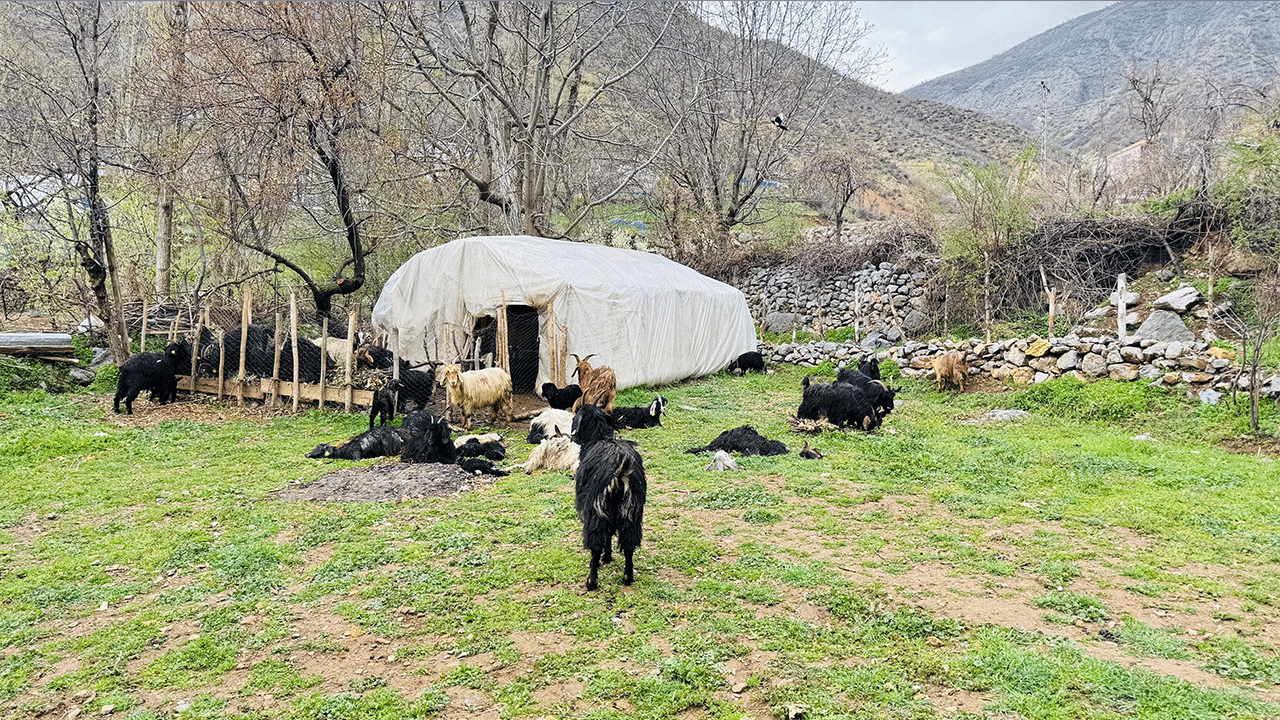 Foto - Çok acı... İtperestlerin savunduğu sokak köpekleri 18 keçiyi telef etti