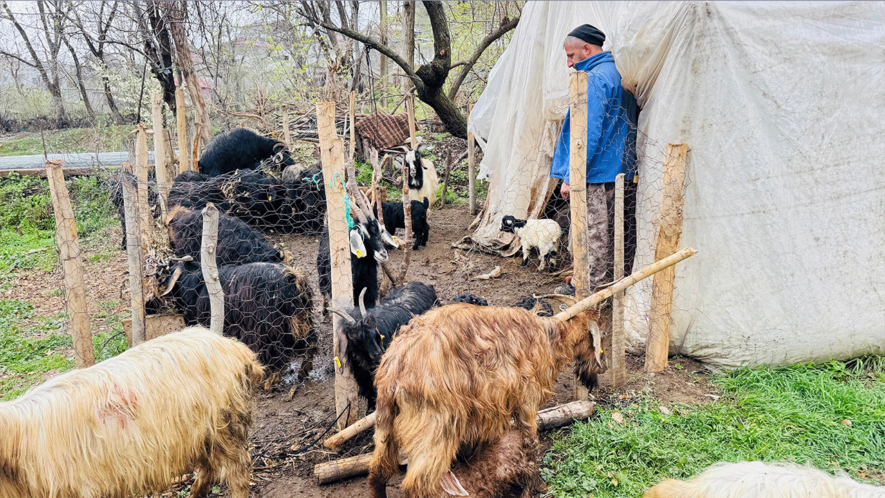 Foto - Çok acı... İtperestlerin savunduğu sokak köpekleri 18 keçiyi telef etti