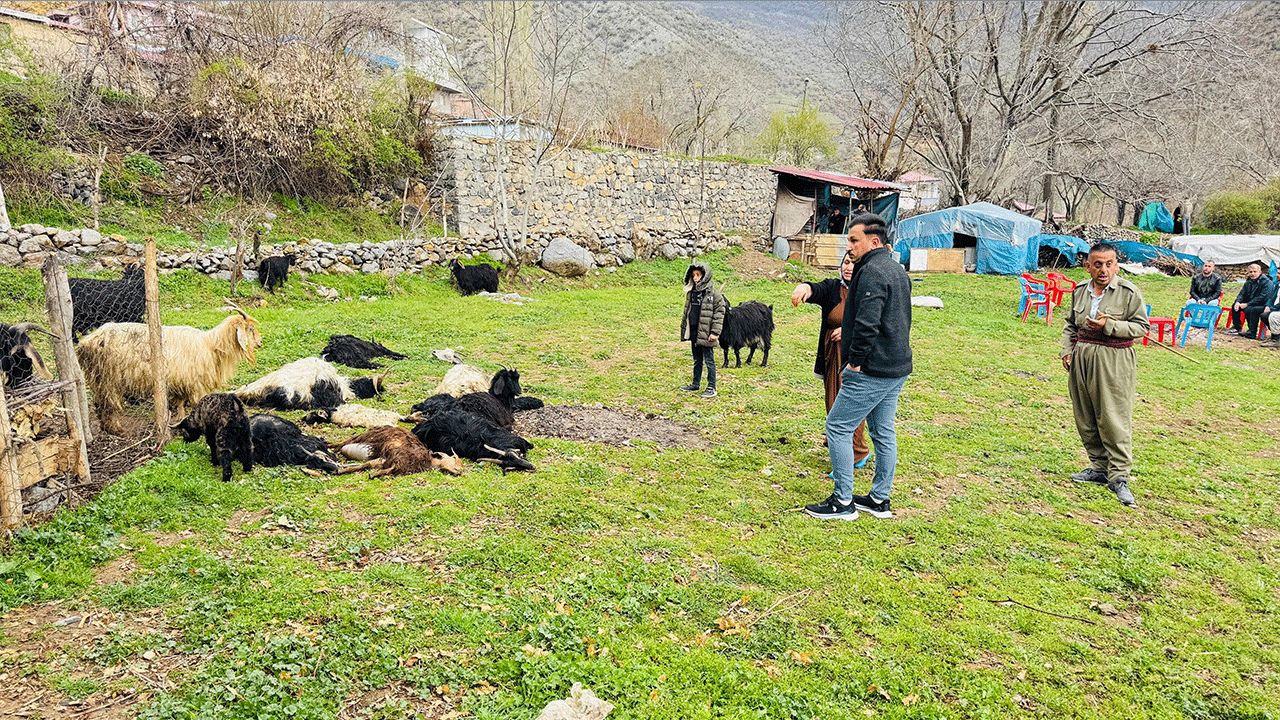 Foto - Çok acı... İtperestlerin savunduğu sokak köpekleri 18 keçiyi telef etti