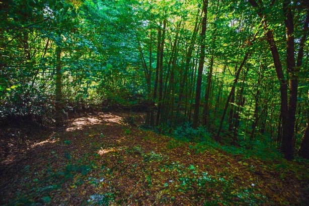Foto - Çok az kişi biliyor! İstanbul’da saklı cennet: Çilingoz