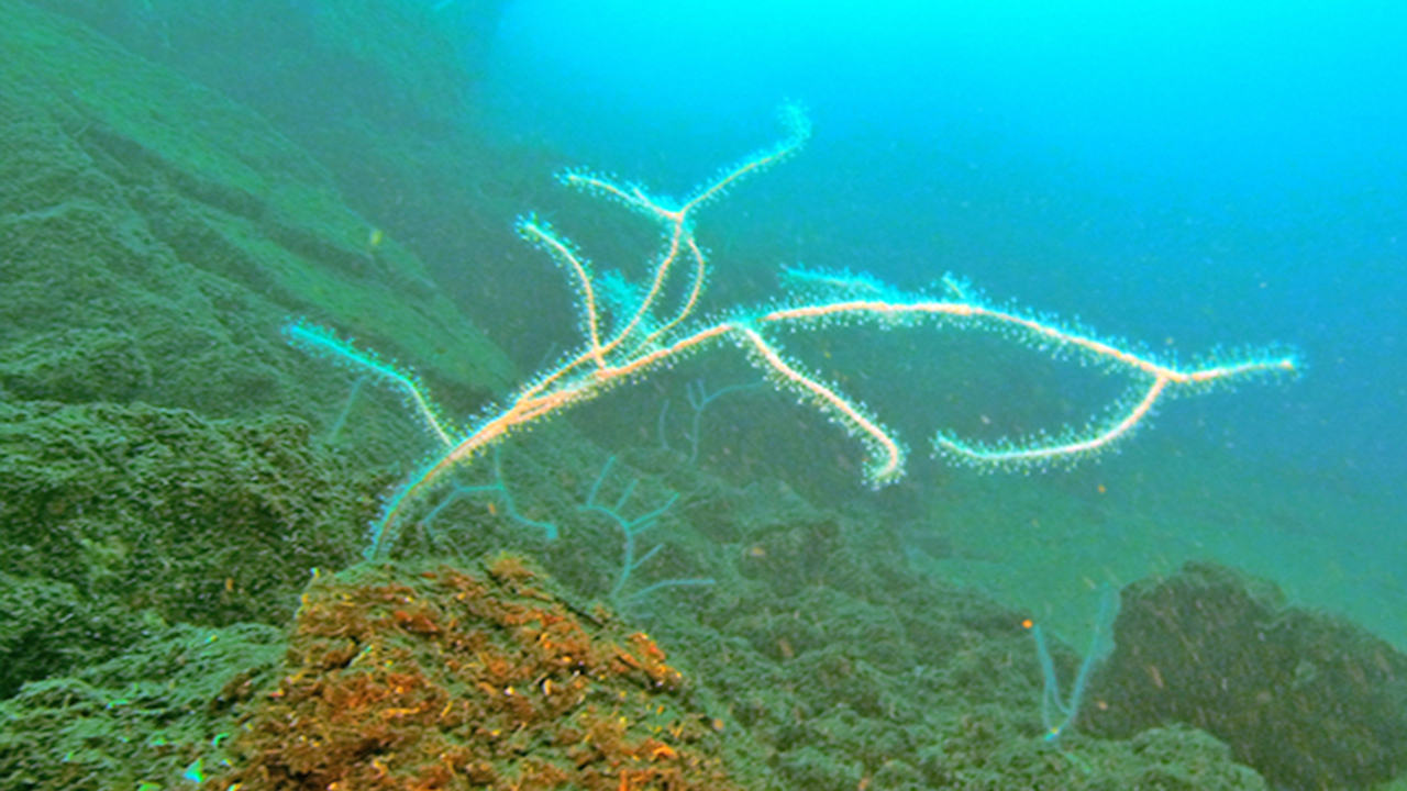 Foto - ‘Çok ciddi tehlike çanları çalıyor’: Marmara denizi için kritik uyarı