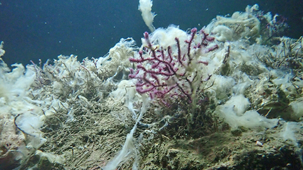 Foto - ‘Çok ciddi tehlike çanları çalıyor’: Marmara denizi için kritik uyarı