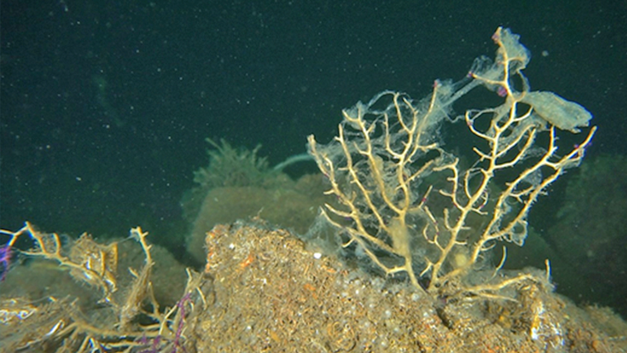 Foto - ‘Çok ciddi tehlike çanları çalıyor’: Marmara denizi için kritik uyarı