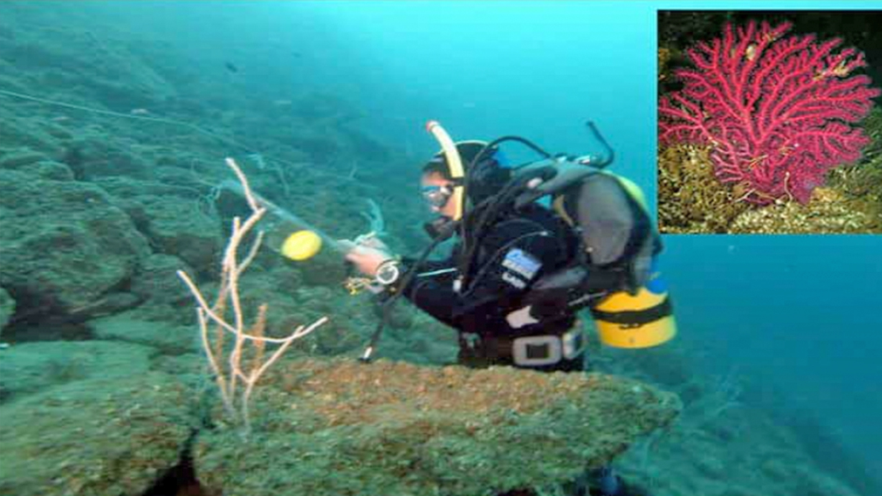 Foto - ‘Çok ciddi tehlike çanları çalıyor’: Marmara denizi için kritik uyarı