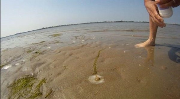 Foto - Çok ilginç! Kuma tuz dökünce bakın ne oluyor!