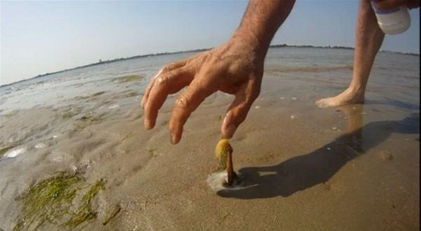 Foto - Çok ilginç! Kuma tuz dökünce bakın ne oluyor!