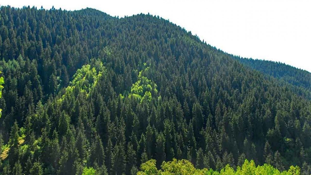 Çok konuşulacak gelişme: Mobilya devi 240 kilometrekarelik orman satın alıyor