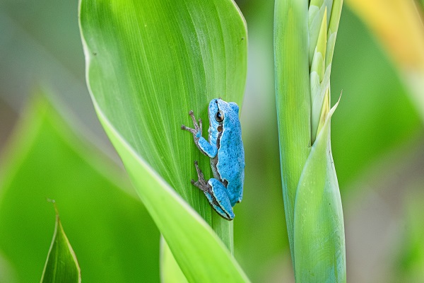 Foto - Çok nadir görülen kurbağa objektiflere takıldı