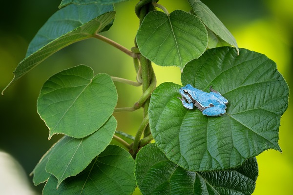 Foto - Çok nadir görülen kurbağa objektiflere takıldı
