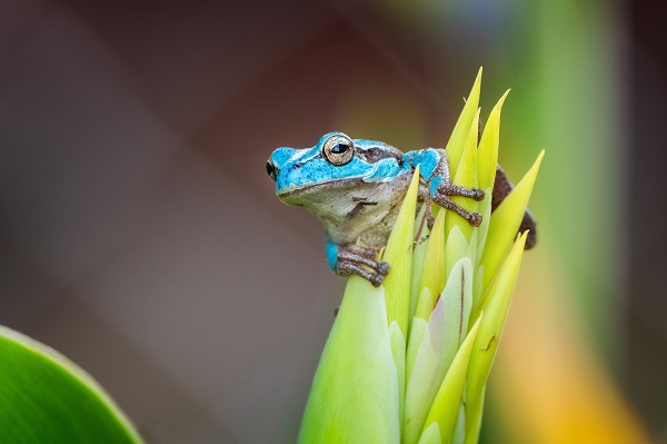 Foto - Çok nadir görülen kurbağa objektiflere takıldı