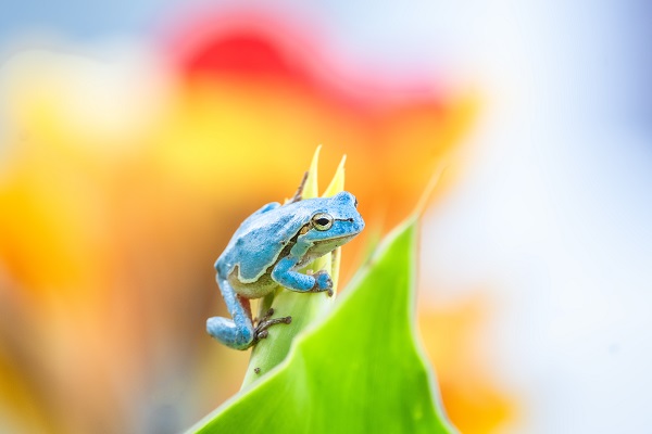 Çok nadir görülen kurbağa objektiflere takıldı