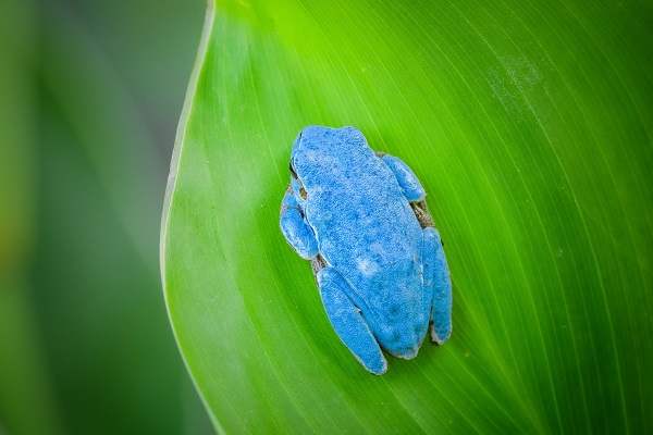 Foto - Çok nadir görülen kurbağa objektiflere takıldı