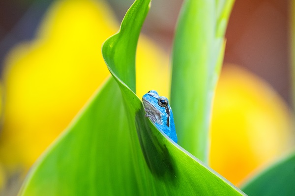 Foto - Çok nadir görülen kurbağa objektiflere takıldı