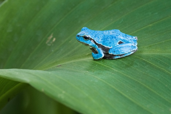 Foto - Çok nadir görülen kurbağa objektiflere takıldı