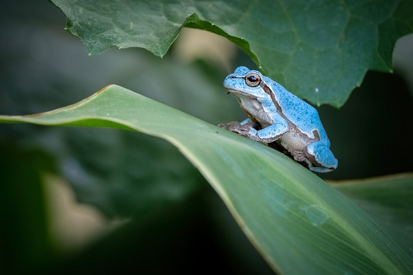 Foto - Çok nadir görülen kurbağa objektiflere takıldı